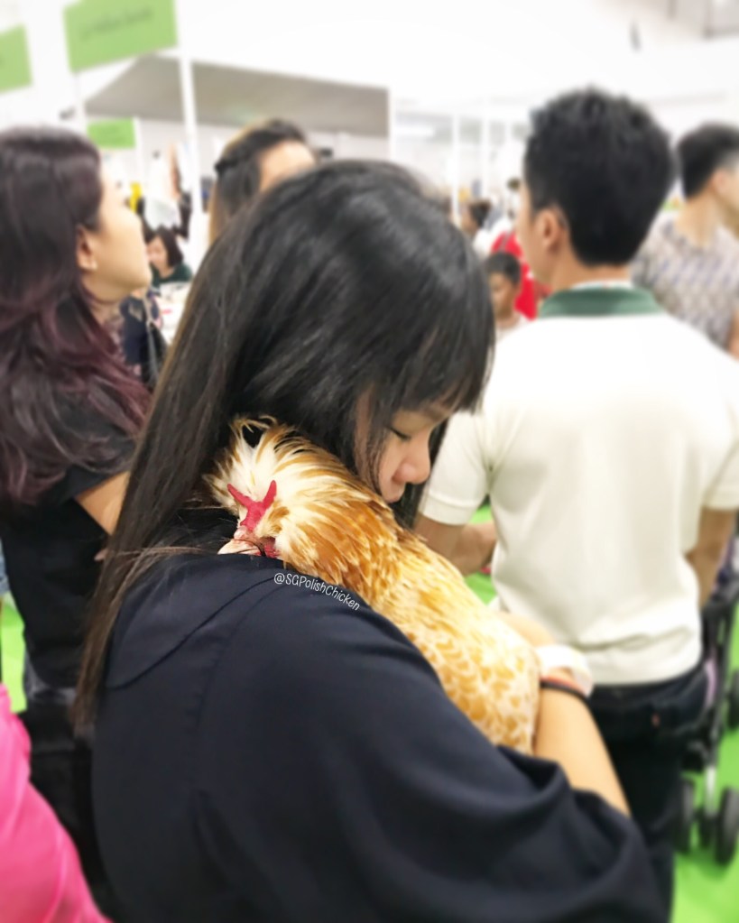 Polish Chicken in Singapore