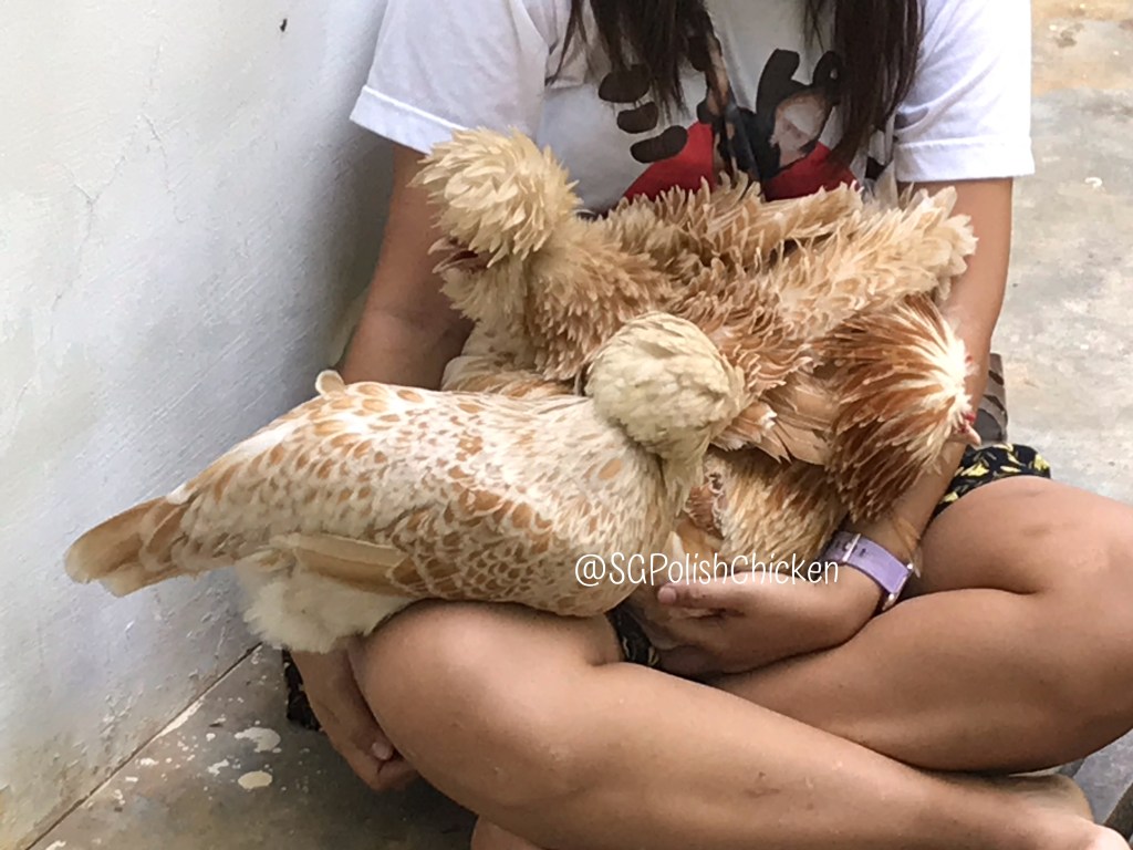 Polish Chicken in Singapore
