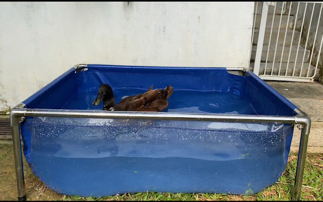 Pet Duck Singapore