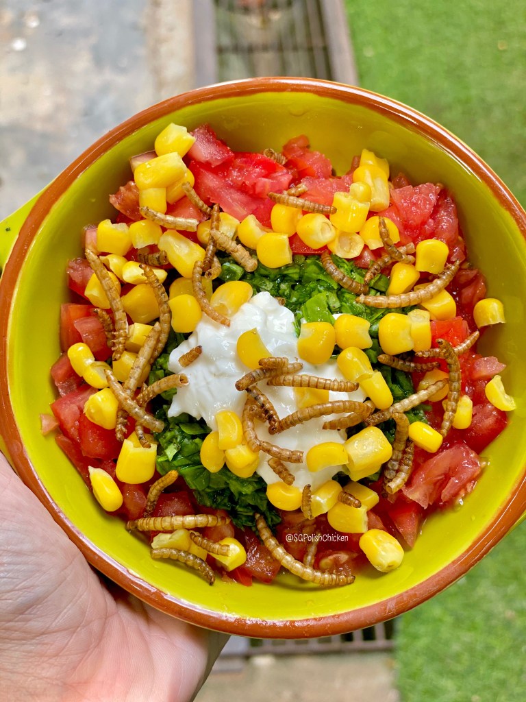 Pet Chicken Meals in Singapore