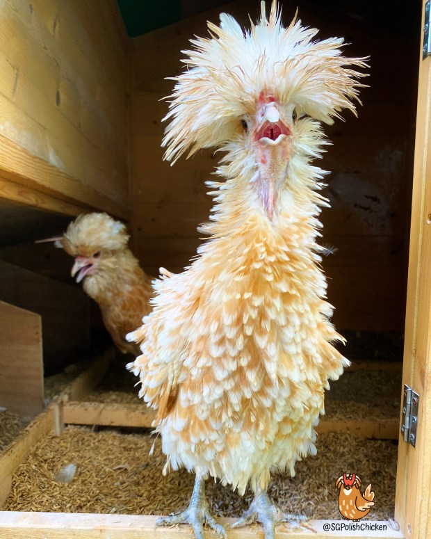 Pet Polish Chicken Singapore