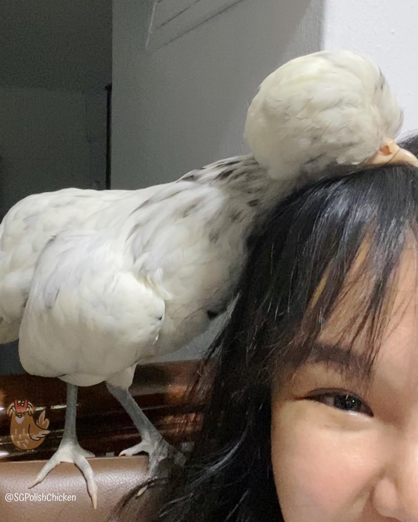 Polish Pet Chicken in Singapore