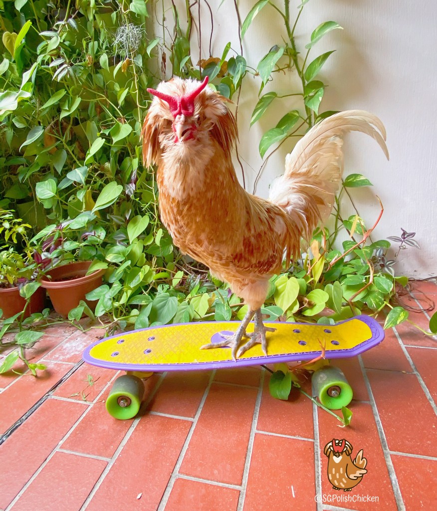 Polish Chicken in Singapore