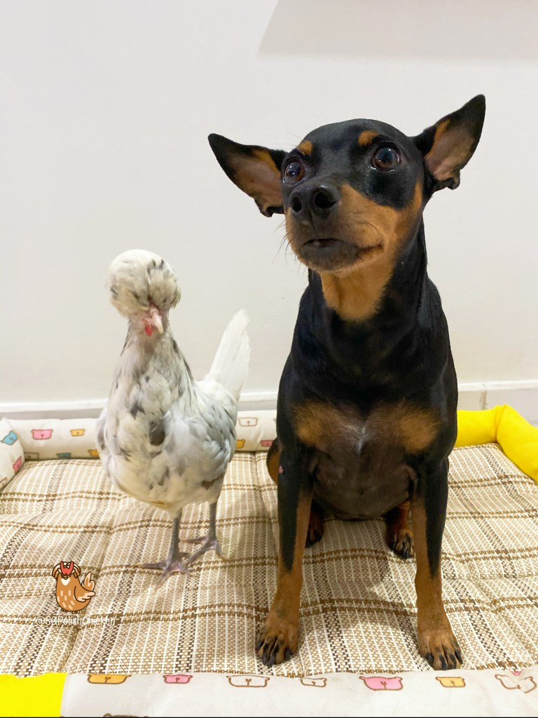 Polish Pet Chicken in Singapore