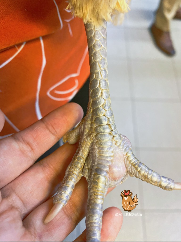 Polish Chicken in Singapore