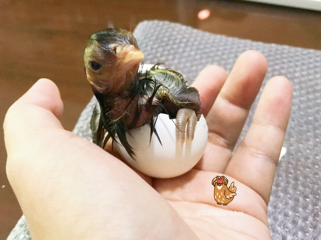 Pet Chicks in Singapore