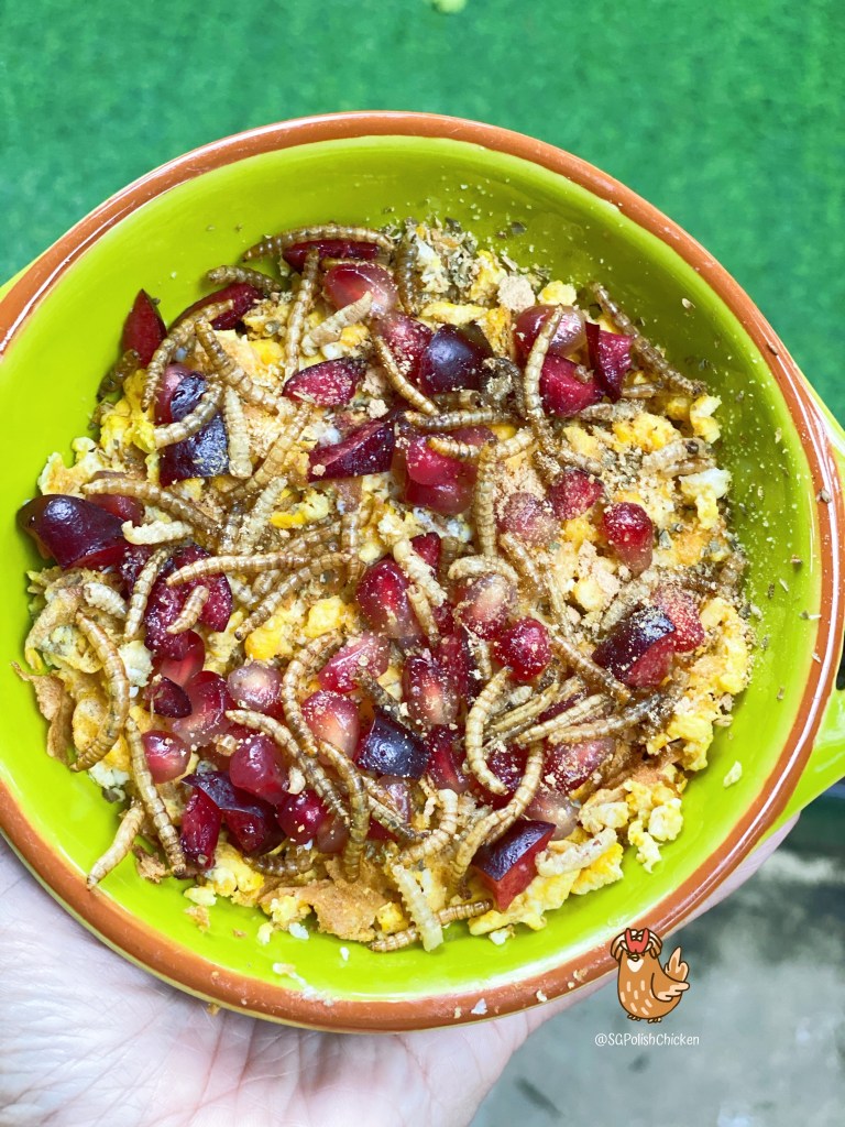 Polish Pet Chicken in Singapore