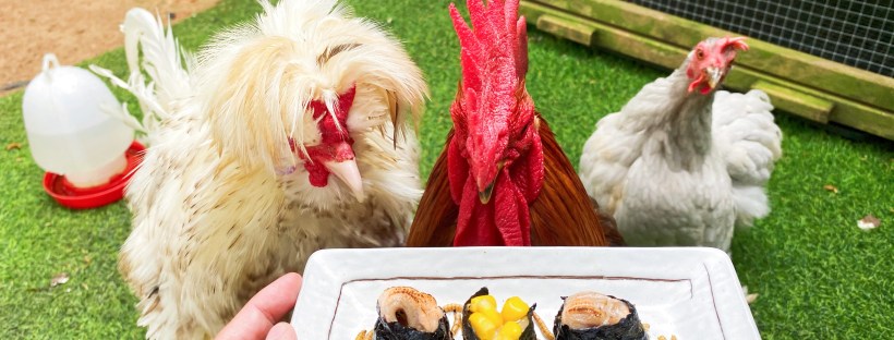 What to feed pet chicken