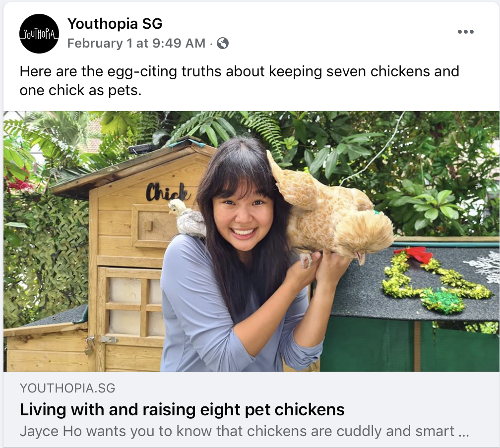 Jayce Ho and Pet Polish Chickens in Singapore